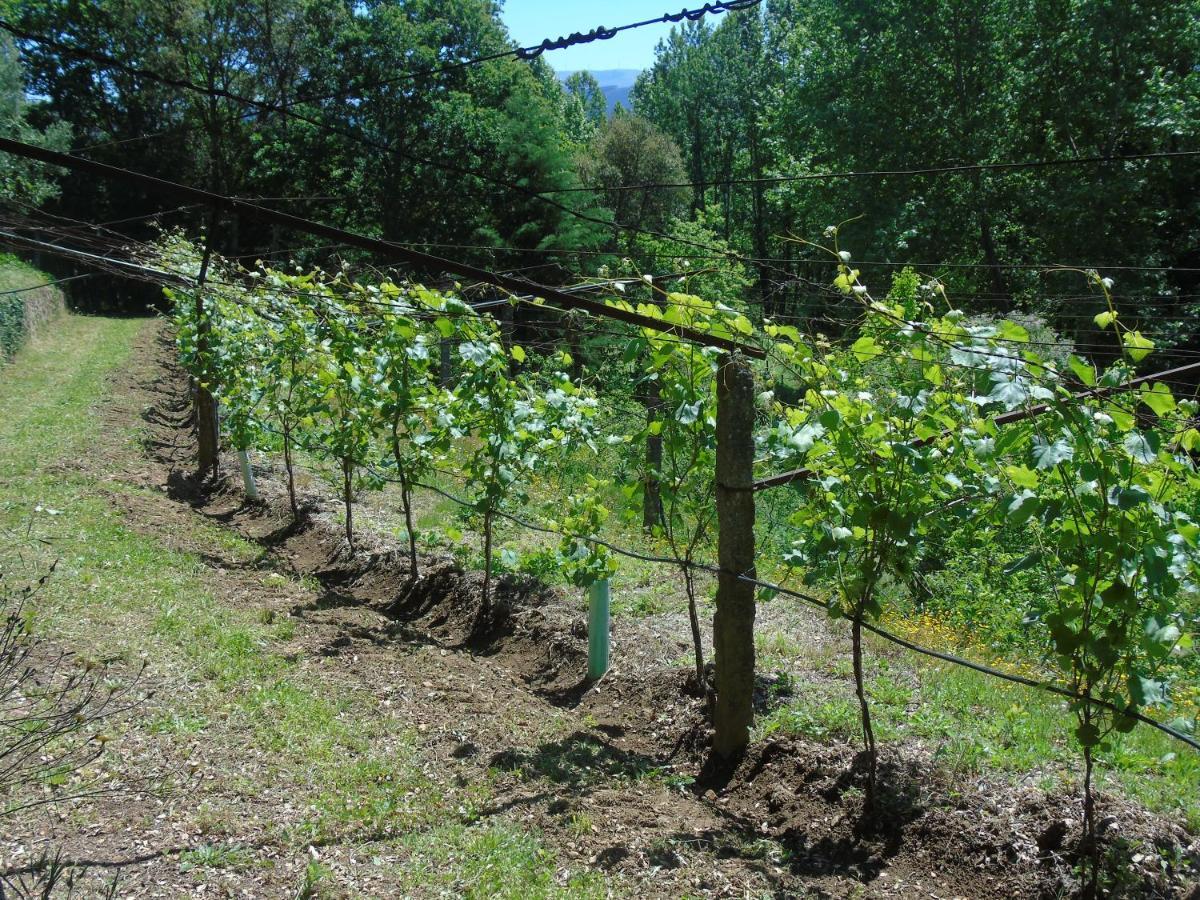 Quinta Da Chouza Agroturismo E Enoturismo Селорику-ди-Башту Экстерьер фото